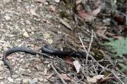 19 - Lake St Clair NP (3) - Tiger Snake